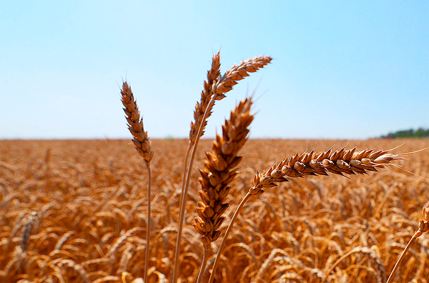 Россия наращивает экспорт нишевых зерновых культур. Но что дальше?