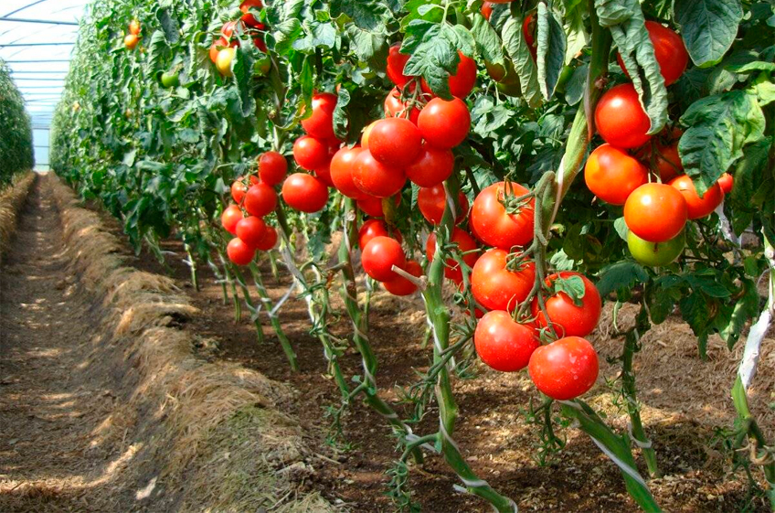 К концу 2025 года российская тепличная отрасль может увеличить сбор томатов на 6%