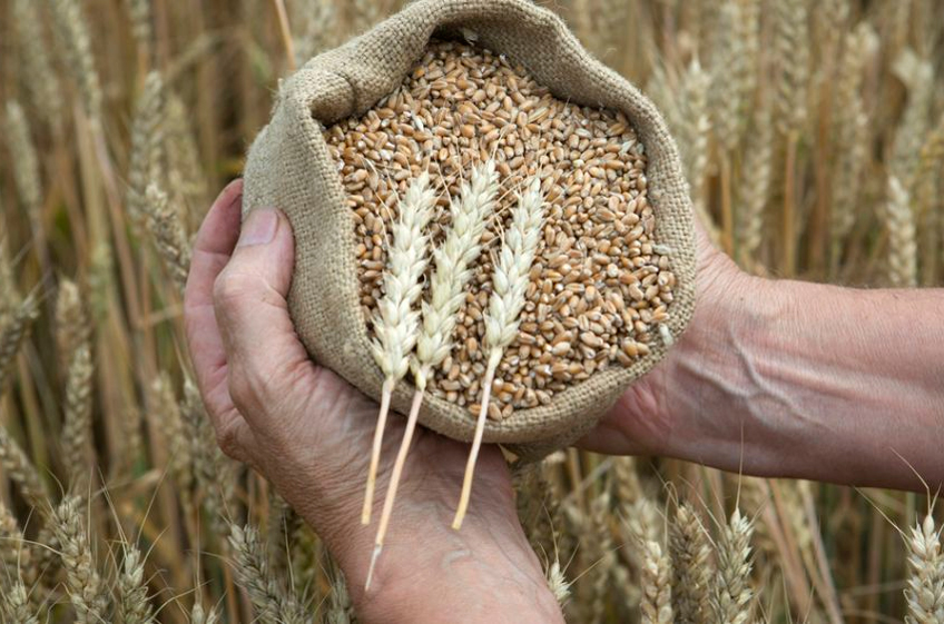В текущем сельхозгоду доля России на мировом рынке пшеницы приблизится к 30%