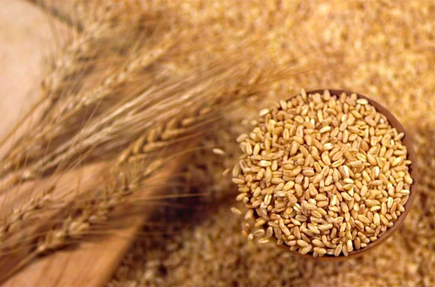 Закупки зерна в российский госфонд упали до минимального показателя