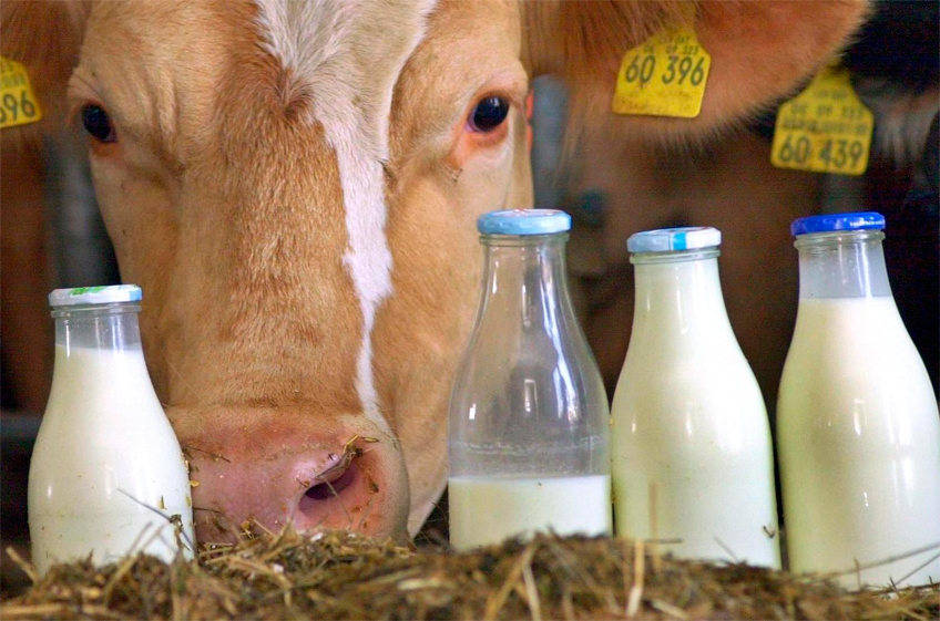 «Союзмолоко»: себестоимость производства молока в России в 2023 году выросла на 17%