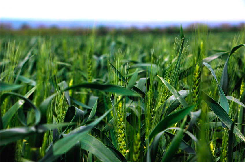 Площади посевов озимой пшеницы в России в 2024 году восстановятся до 17,3 млн га