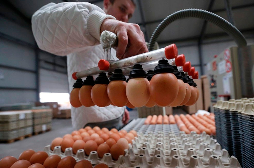 Минсельхоз РФ планирует ввести целевое льготное кредитование производителей яиц