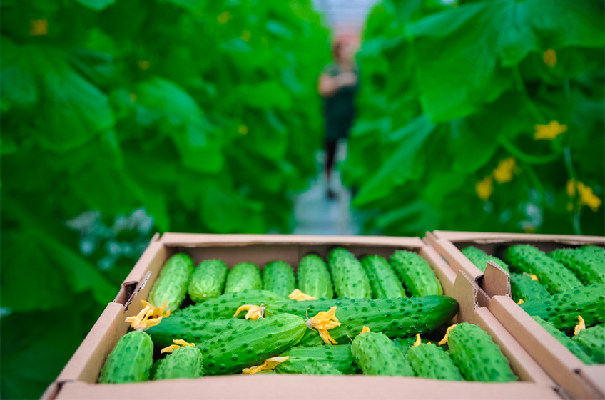 Минсельхоз РФ: производство тепличных овощей в России в январе выросло на 11%