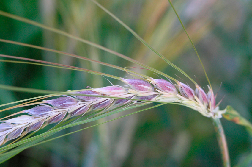 Российские ученые вывели новый сорт пшеницы — с фиолетовым зерном