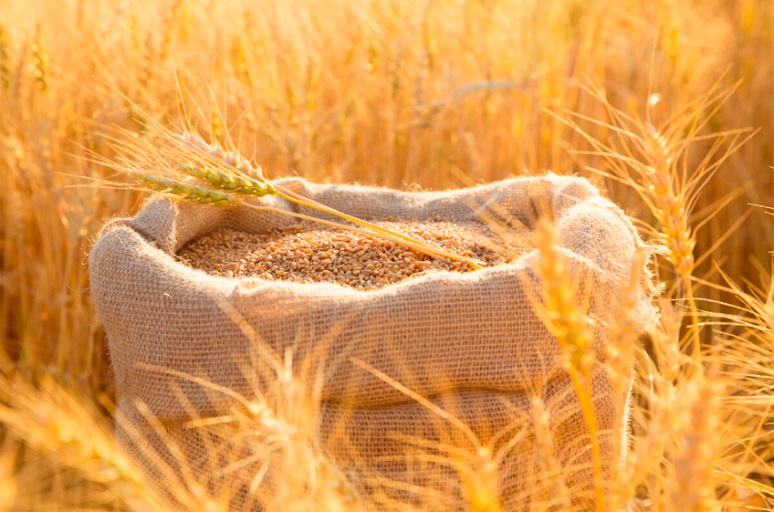 Запасы зерна в российских сельхозорганизациях на 1 декабря сократились на 2%