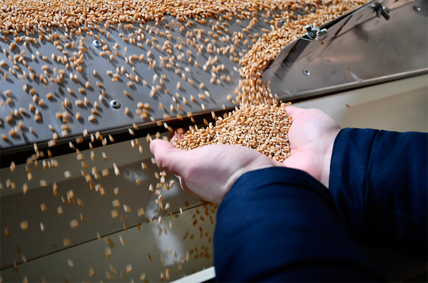 Закупки зерна в российский госфонд 15 января снизились до 13,9 тыс. тонн