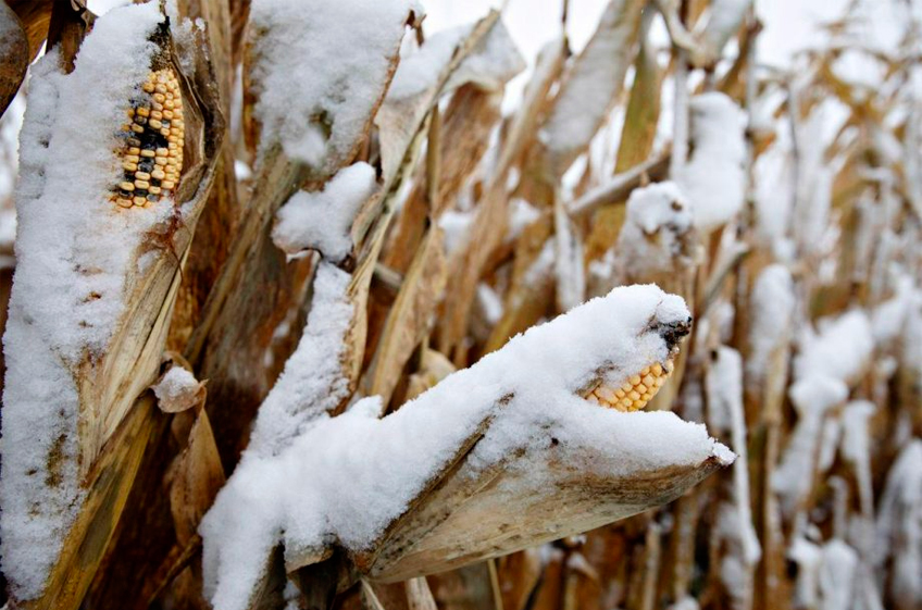 На Украине остаются неубранными 10% площадей под кукурузой