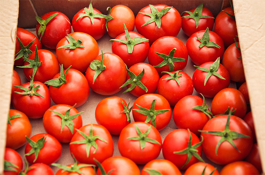 Минсельхоз РФ подготовил проект распределения квоты на беспошлинный ввоз 100 тыс. тонн томатов