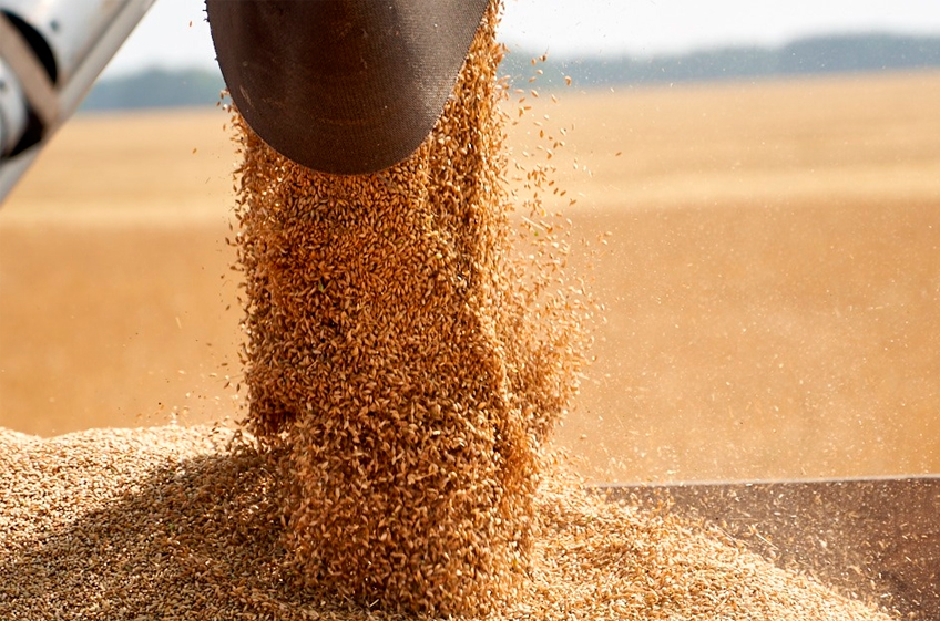 Россия с начала 2024 года экспортировала более 1,5 миллиона тонн зерна — на 155 тыс. тонн больше, чем год назад