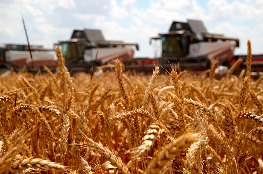 «СовЭкон» повысил оценку урожая пшеницы в России в 2024 году