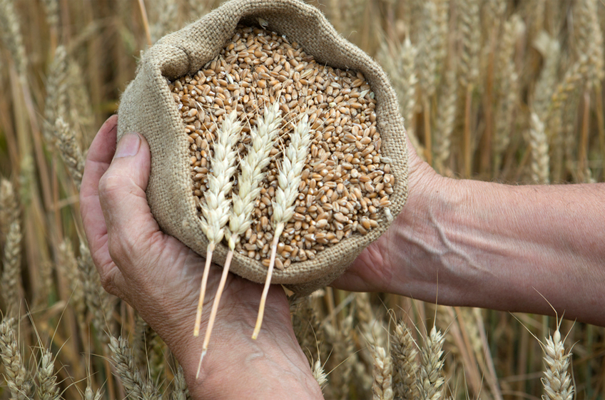 Доля России на зерновых тендерах Египта в текущем сезоне выросла до 66%