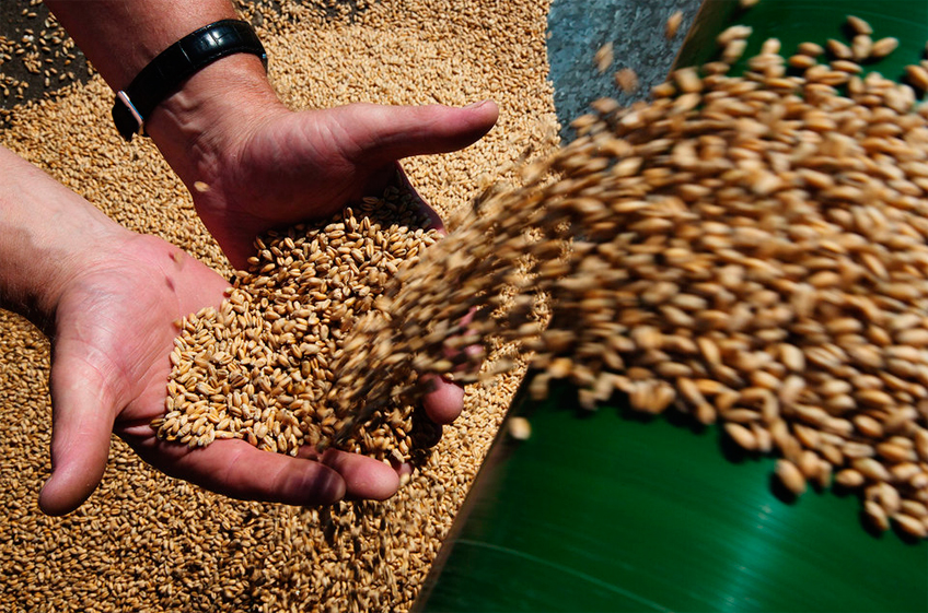 Закупки зерна в российский госфонд 29 января выросли до 18,9 тыс. тонн