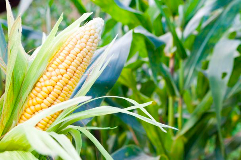 Новый раннеспелый гибрид кукурузы Пятигорский 146 МВ вывели ученые Ставрополья