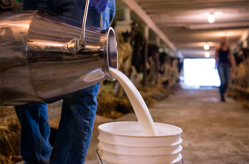 Лидеры молочной отрасли РФ увеличили надои до 11,5—13 тонн на голову КРС за год