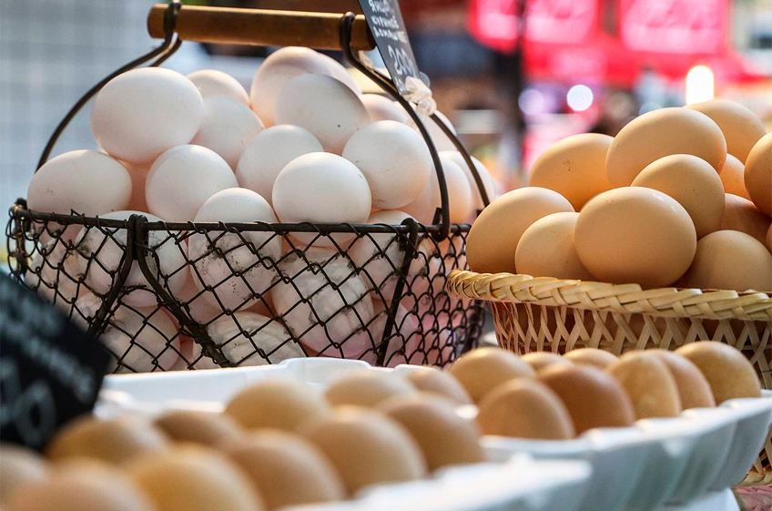 Agrifood Strategies: проблему с яйцами в России могла бы решить господдержка