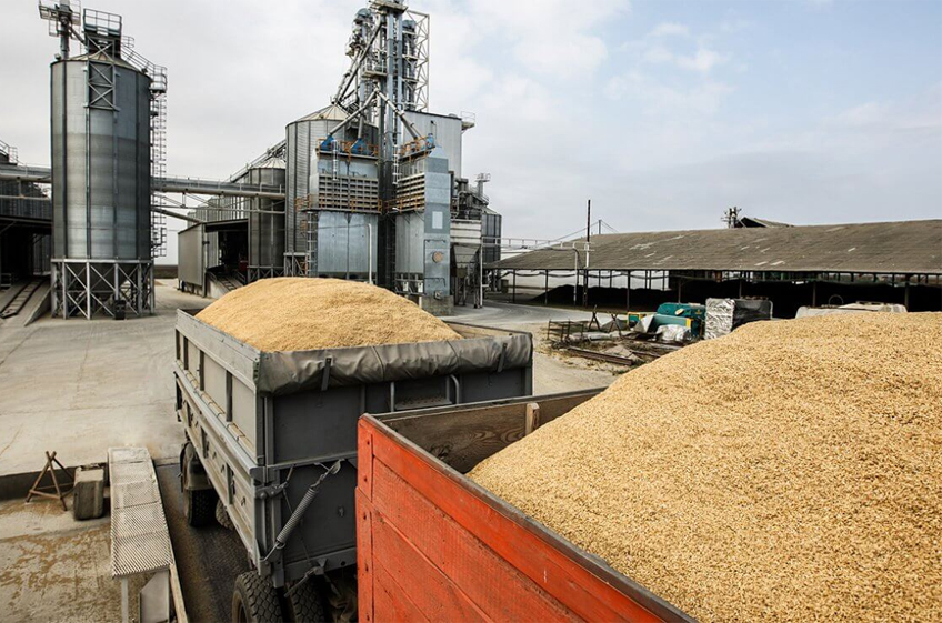 IGC снизил прогноз урожая и экспорта российского зерна