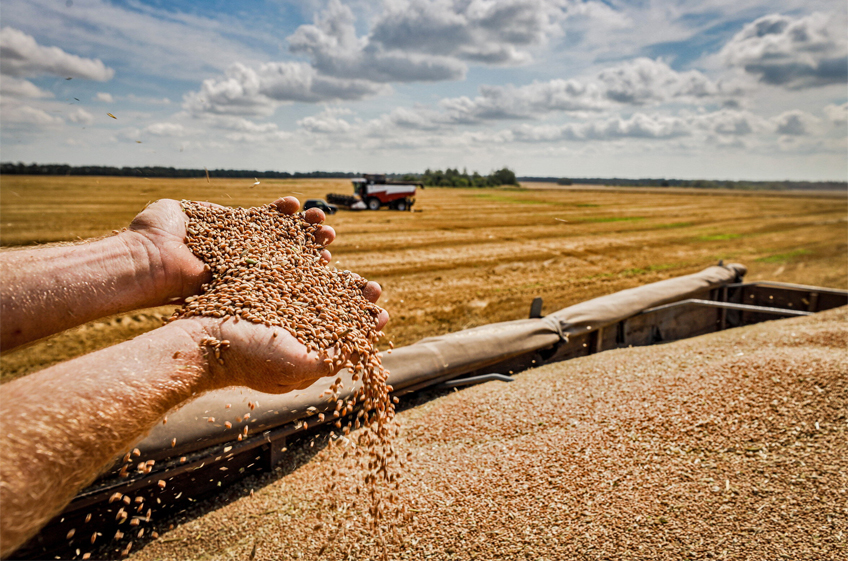 Молдавия в 2024 году соберет около 1,5 млн тонн пшеницы