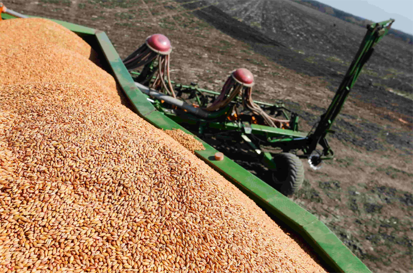 В июне закупки зерна в российский госфонд упали в 4,7 раза