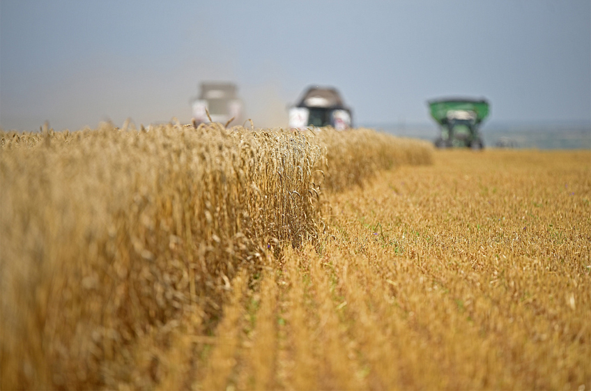 В Ростовской области урожайность зерновых снизилась на 5,5 ц/га