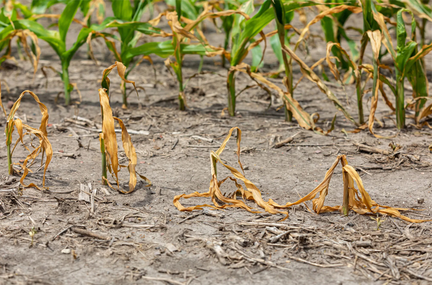 На Украине из-за засухи урожай кукурузы и подсолнечника может сократиться на 35%