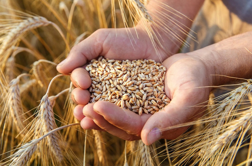 Евросоюз снижает прогноз урожайности зерновых культур