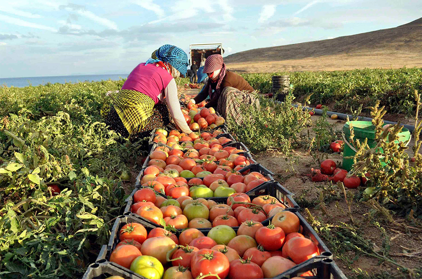 Турция стала лидером в Европе по объему производства сельхозпродукции