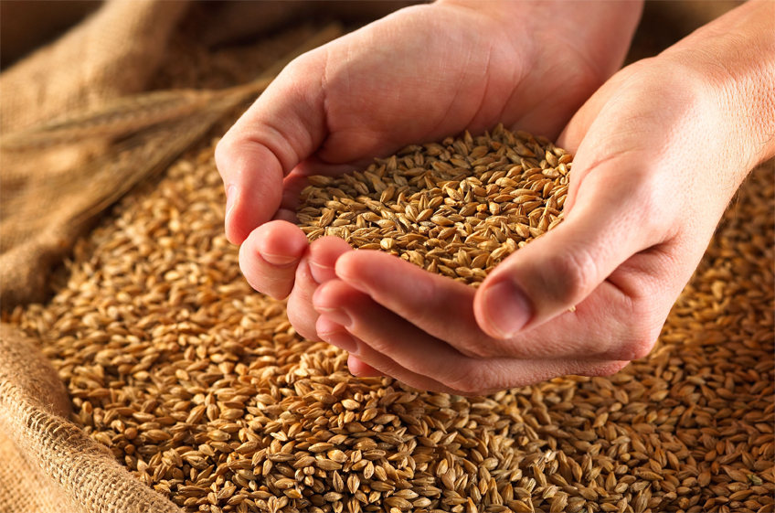 «СовЭкон» понизил прогноз экспорта пшеницы из России в новом сезоне до 46,1 млн тонн