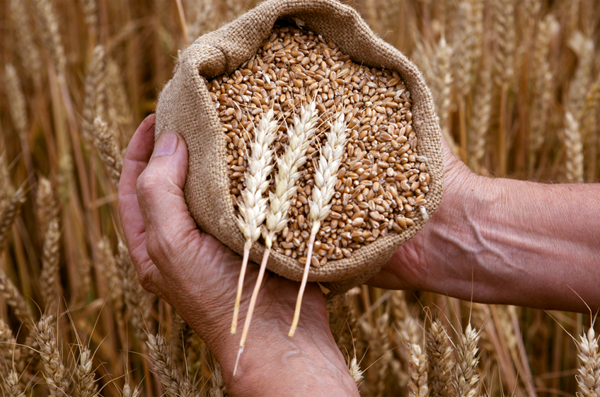 Россия в минувшем сельхозгоду поставила на Кубу рекордный объем пшеницы