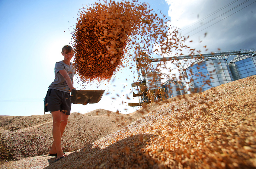 МСЗ: в минувшем сезоне Россия обновила рекорд в экспорте пшеницы