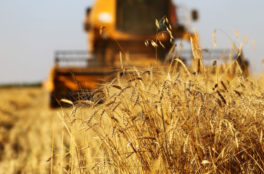 «СовЭкон» повысил прогноз урожая зерна в России на 3,1 млн тонн