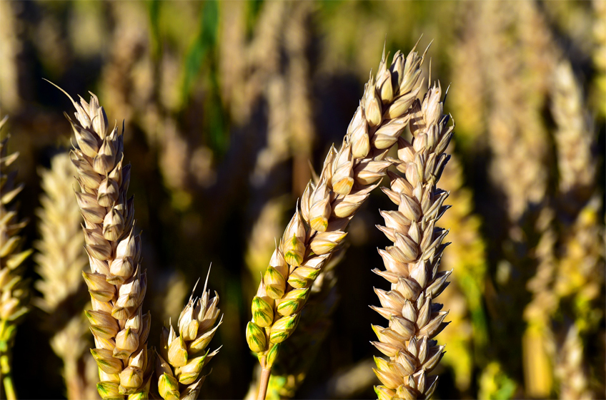 Созданный в России сорт озимой пшеницы дал рекордный урожай