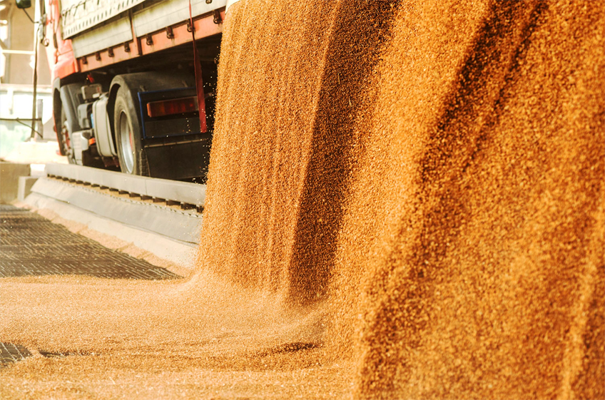 «СовЭкон»: экспорт пшеницы в июле ожидается ниже среднего