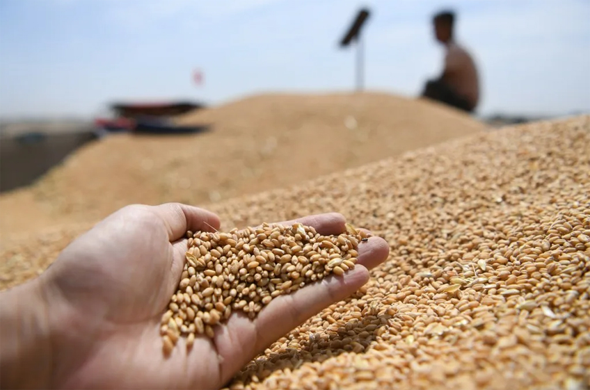 РЗС: Россия в июле снизила отгрузки зерна на экспорт почти на треть
