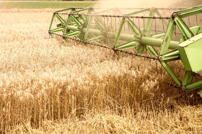 Доля российской пшеницы на мировом рынке пшеницы в минувшем сезоне выросла до 28%