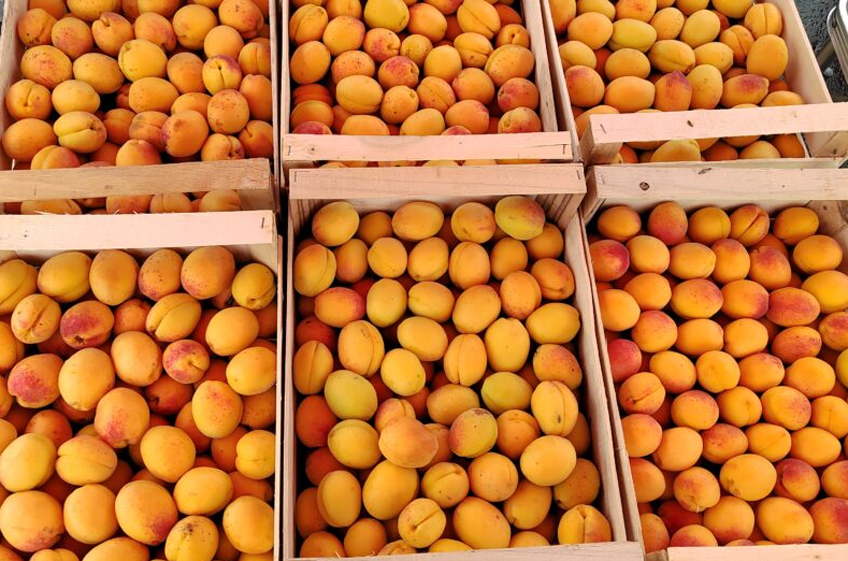 Экспорт фруктов из Армении в Россию с начала года вырос в 2,1 раза