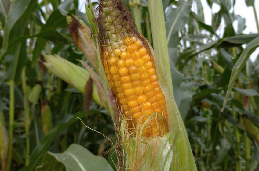 Состояние посевов кукурузы в США остается лучшим за последние шесть лет