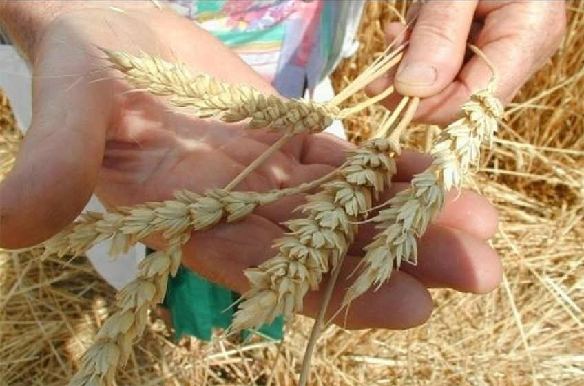 В России началась уборка зерновых: средняя урожайность — 49,6 ц/га
