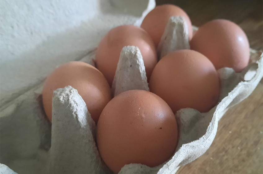 Россия за 4 месяца снизила производство яиц на 2,4%