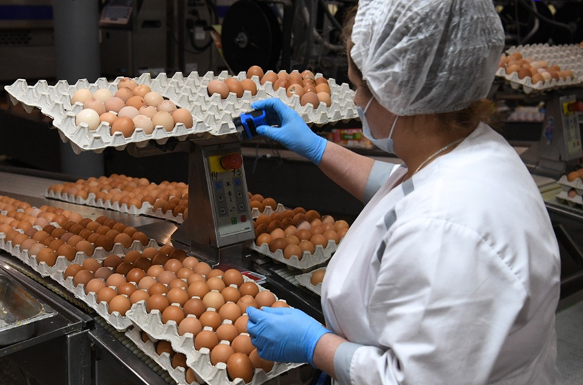 Росстат: российские сельхозорганизации с начала года снизили производство яиц на 2,6%