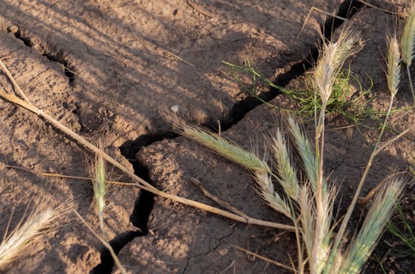 Заморозки и засуха повредили или погубили в Ростовской области почти 20% посевов