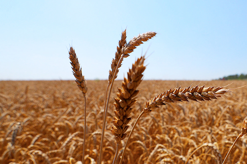 Минсельхоз РФ ожидает корректировку цен на зерно в мире в сторону увеличения