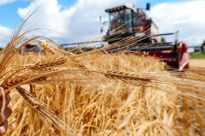 Союз экспортеров зерна снизил прогноз его сбора в России в 2024 году до 130,9 млн тонн
