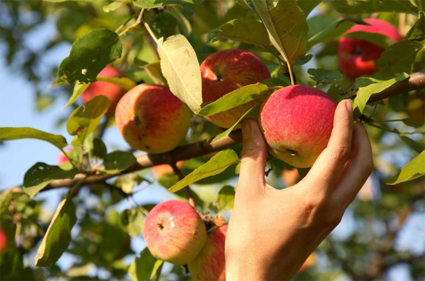 Минсельхоз РФ снизил прогноз сбора яблок в этом году и договаривается об импортных поставках