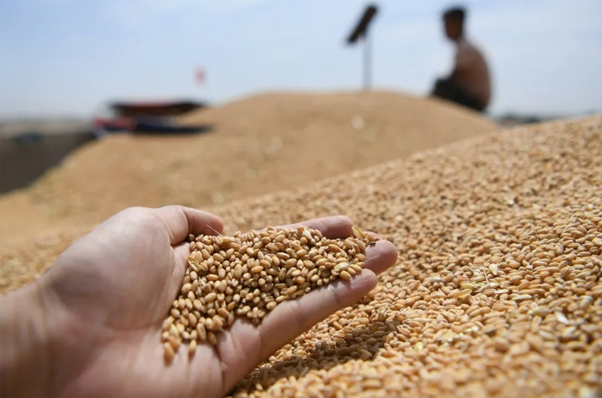 «СовЭкон» снизил прогноз урожая пшеницы в России в 2024 году до 80,7 млн тонн