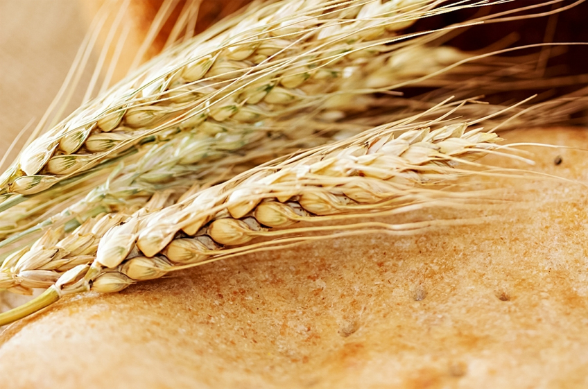 «СовЭкон»: экспорт пшеницы из России в июне может стать рекордным