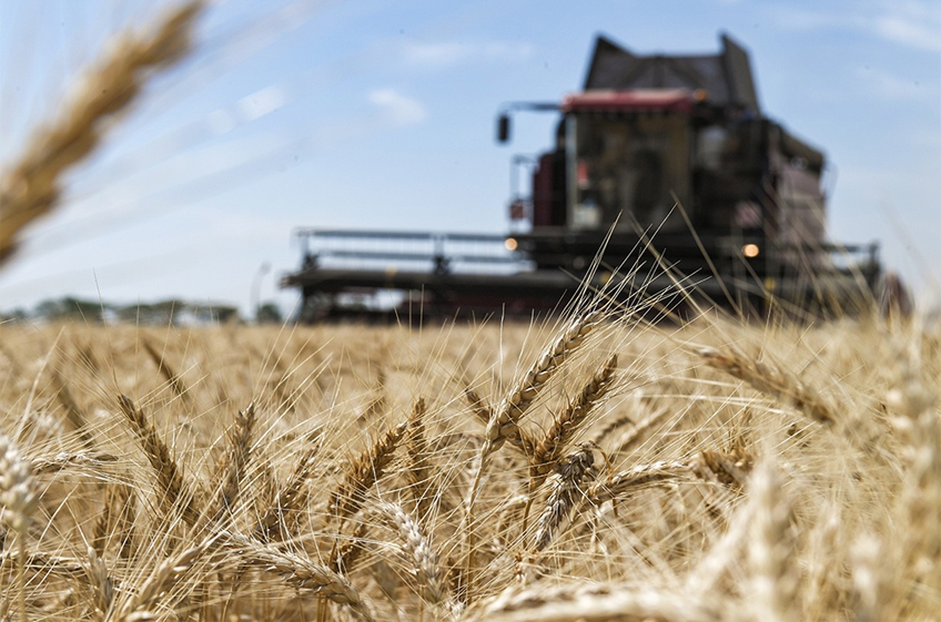 ИКАР повысил прогноз сбора пшеницы в России в 2024 году