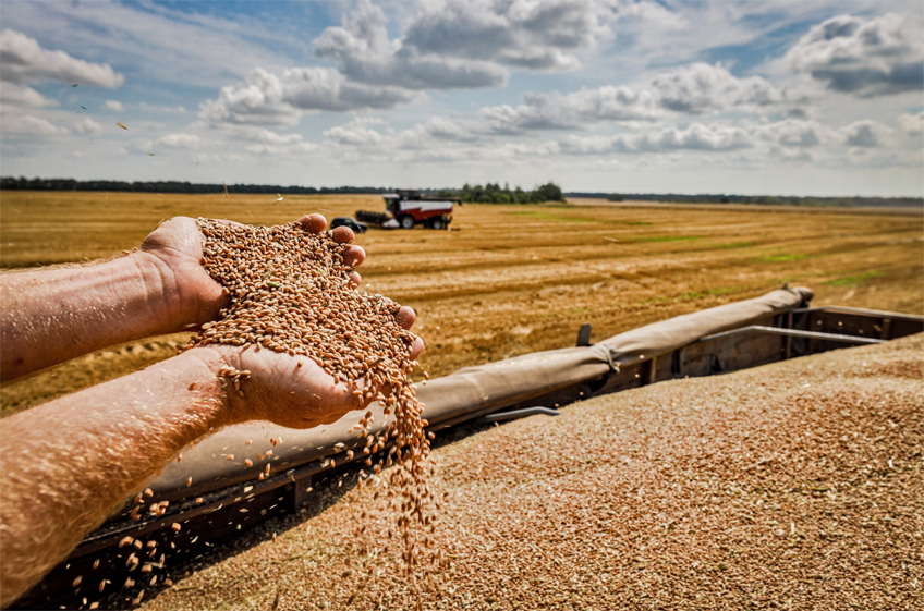 «СовЭкон»: урожай зерновых в России может опуститься до трехлетнего минимума