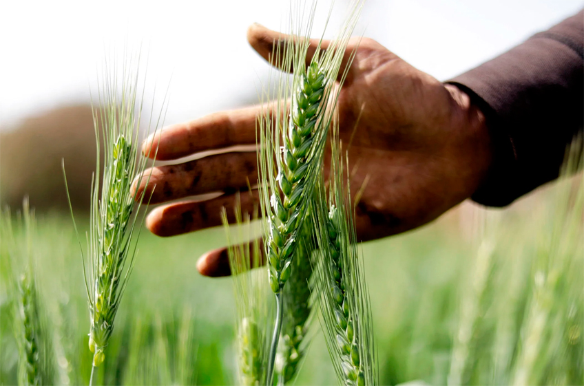 ФАО прогнозирует незначительное увеличение мирового производства пшеницы в 2024 году