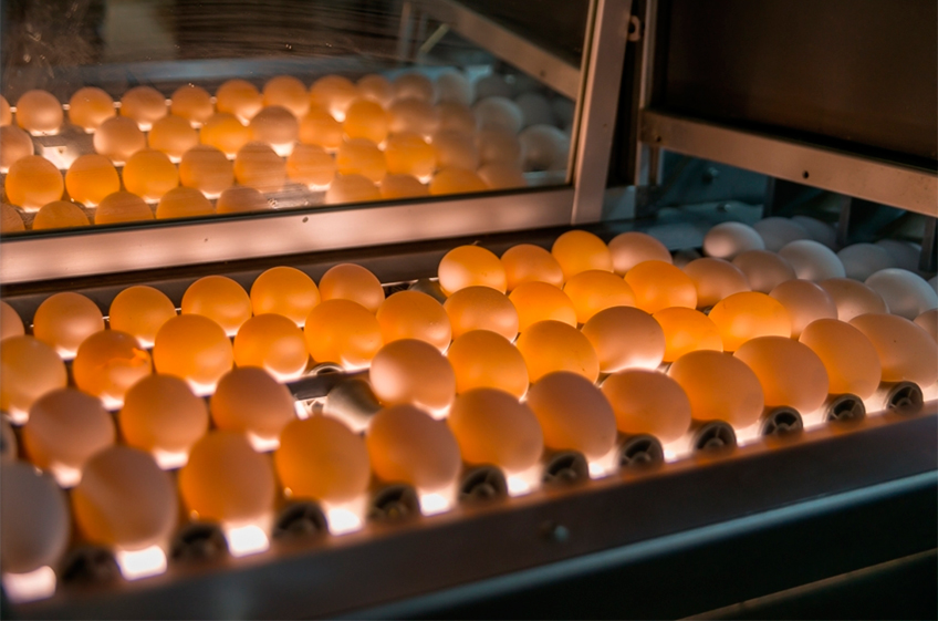 Зависимость российского птицеводства от импорта инкубационных яиц снизилась до 10%